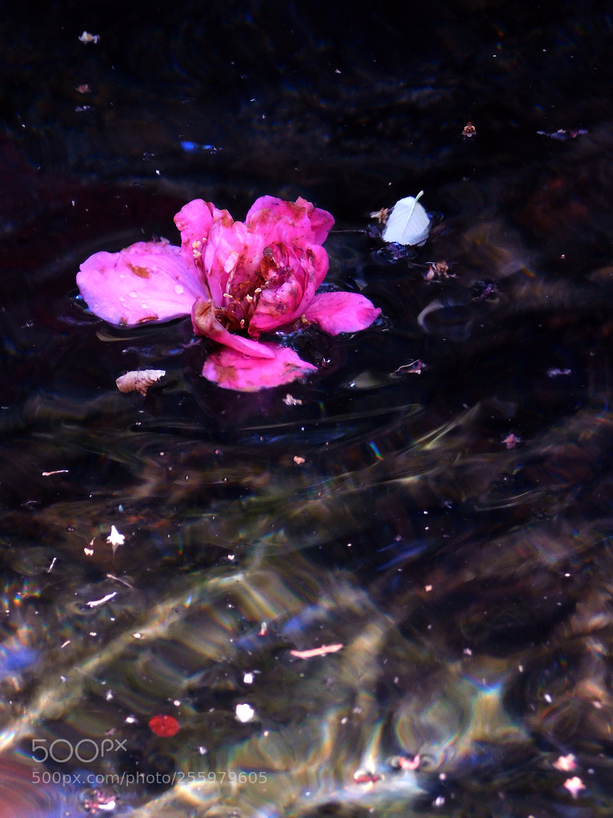Nikon Coolpix B500 sample photo. Ophelia photography