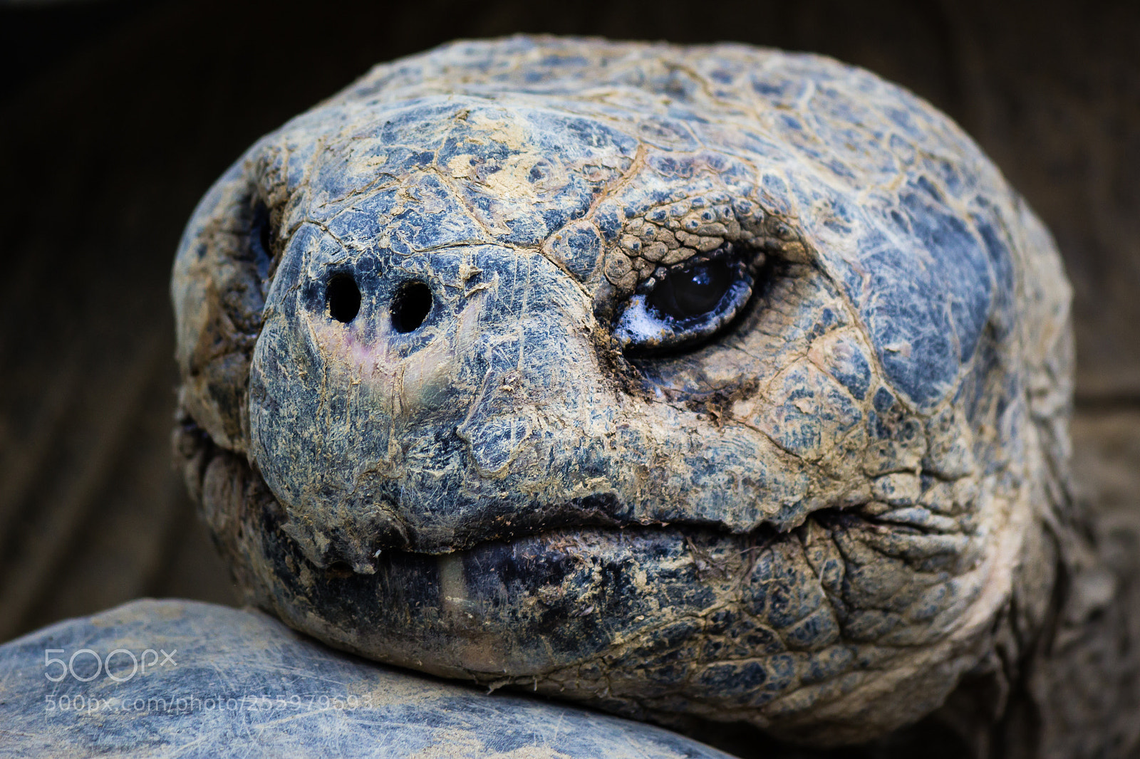 Canon EOS 600D (Rebel EOS T3i / EOS Kiss X5) sample photo. Galapagos giant tortoise photography