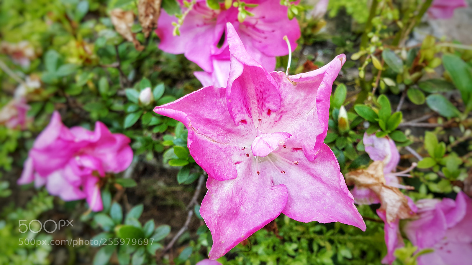 Samsung Galaxy Note4 sample photo. Untitled photography