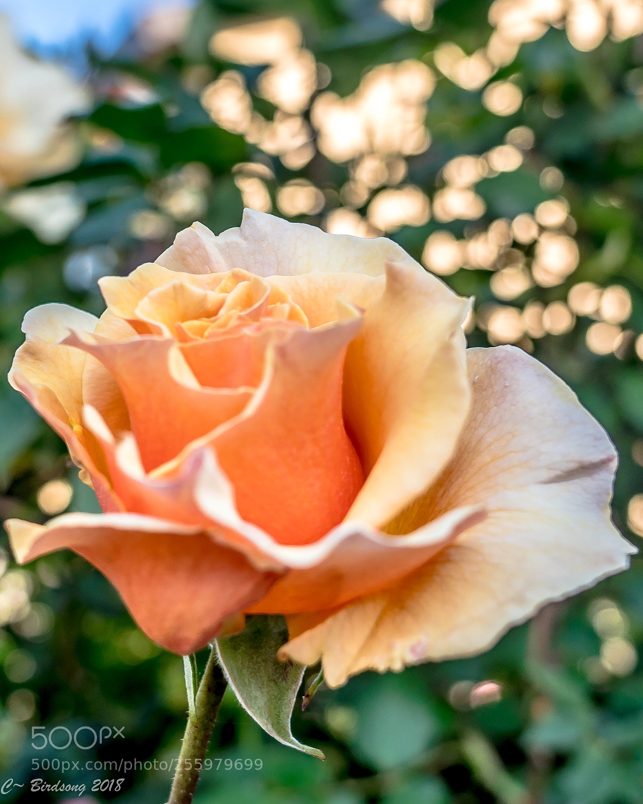 Sony a7R III sample photo. _0182552.jpg photography