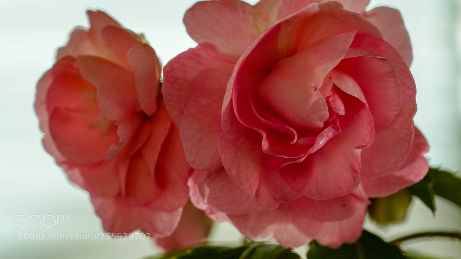 Sony a7 sample photo. Untitled photography