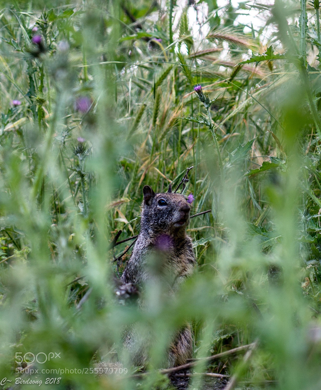 Sony a7R III sample photo. _0183103.jpg photography