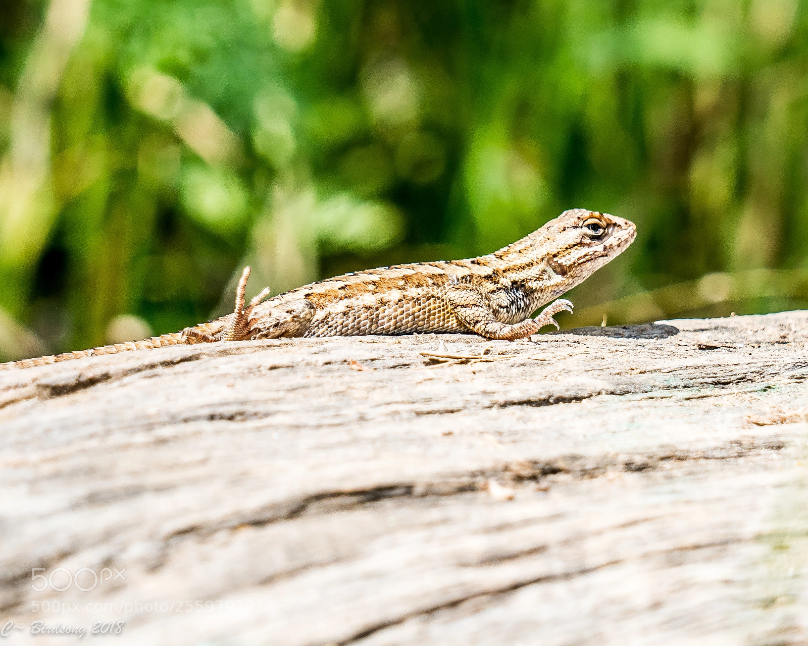 Sony a7R III sample photo. _0183031.jpg photography