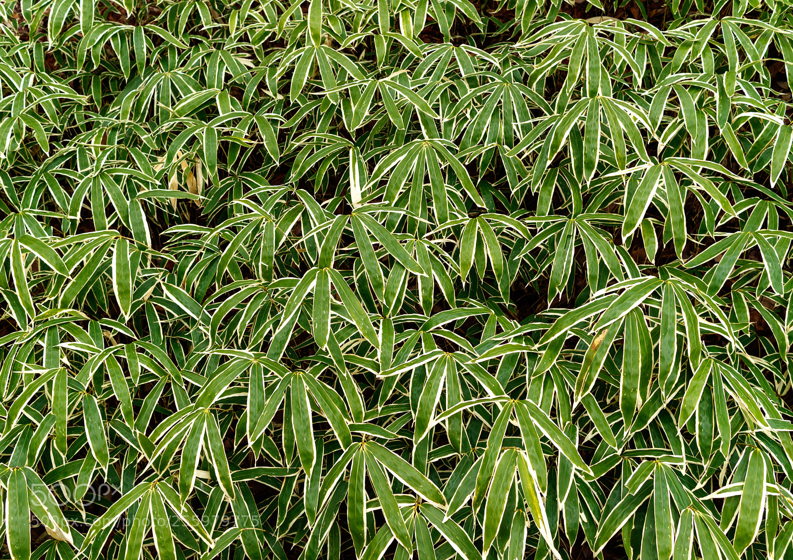 Canon EOS M3 sample photo. Leaf photography