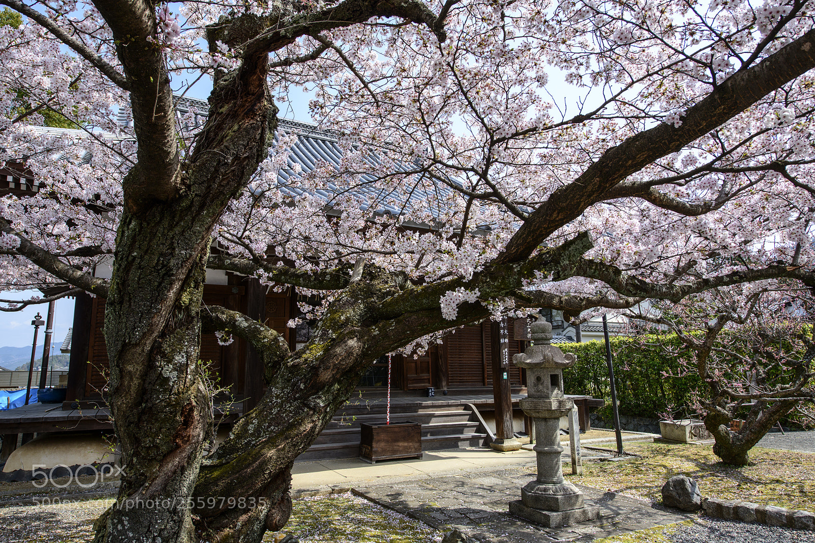 Nikon D850 sample photo. Sakura kyoto photography