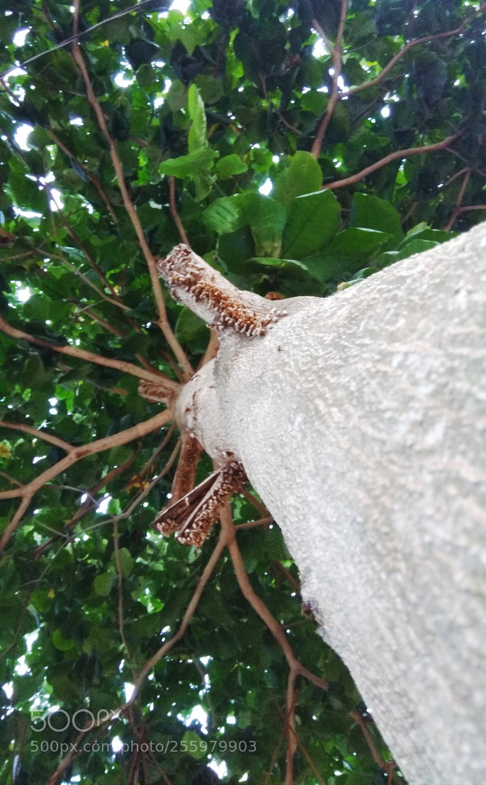 Xiaomi Redmi Note 4 sample photo. Untitled photography