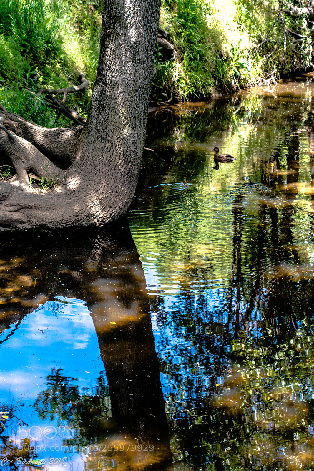 Sony a7R III sample photo. _0182997.jpg photography