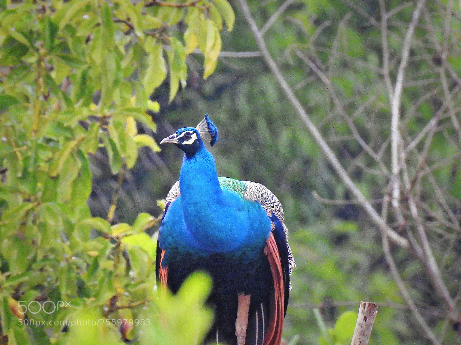 Nikon Coolpix P900 sample photo. Indian peafowl photography