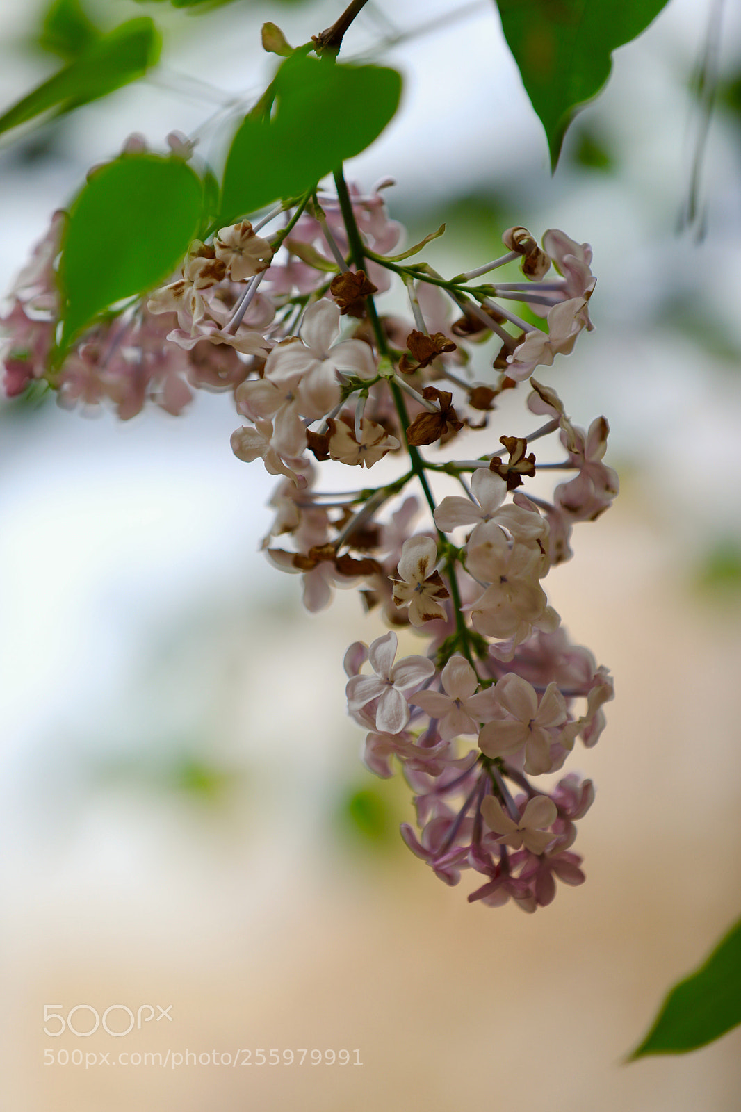 Canon EOS 5D Mark IV sample photo. Flower photography