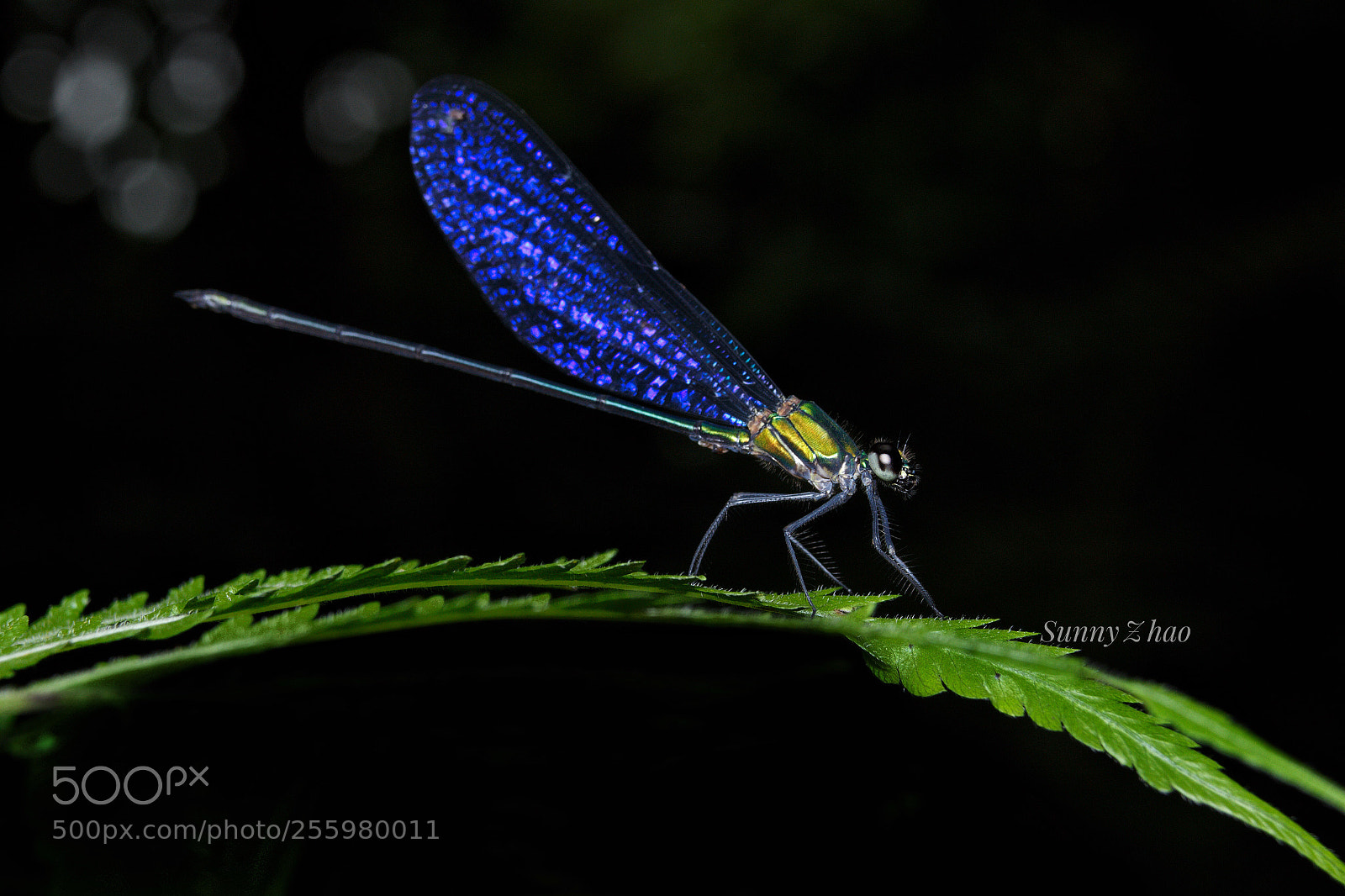 Canon EOS 700D (EOS Rebel T5i / EOS Kiss X7i) sample photo. Blue wings photography