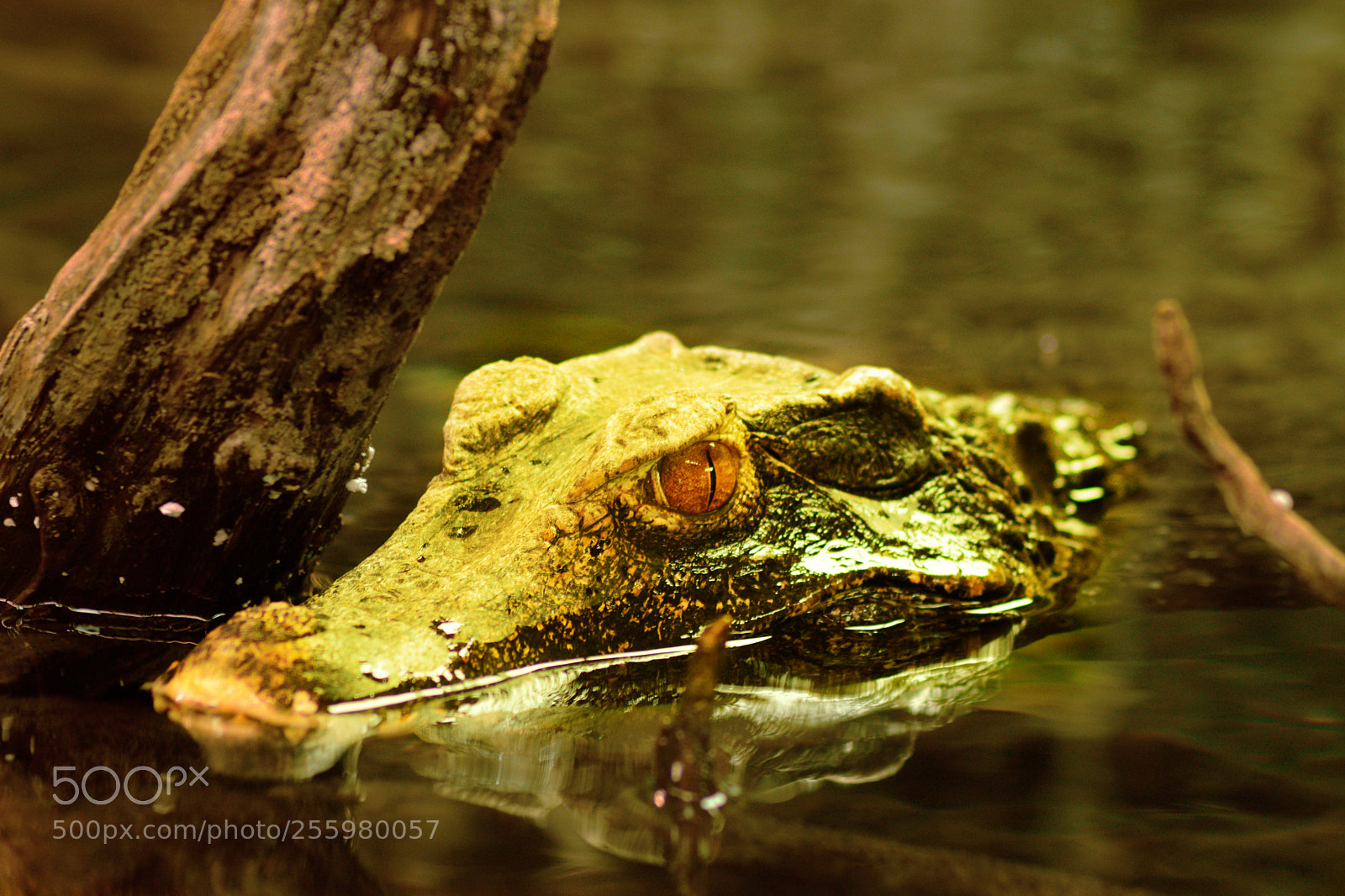 Nikon D5300 sample photo. Aligator photography