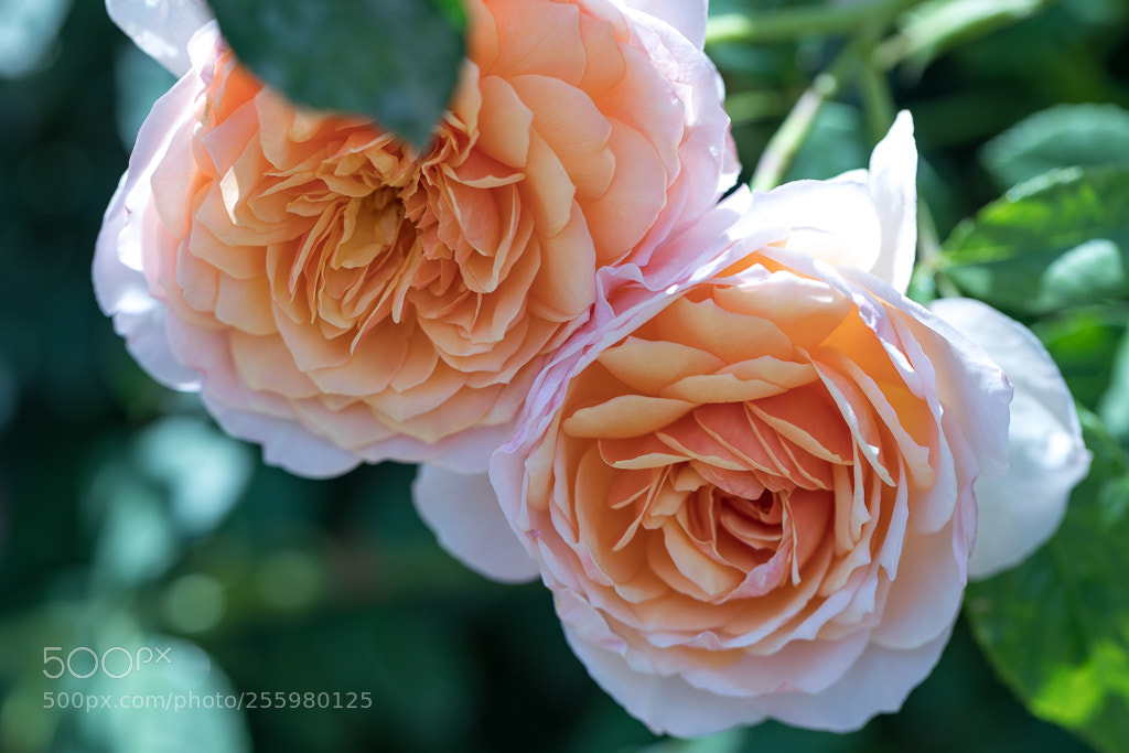 Canon EOS 5D Mark IV sample photo. Double beauty photography