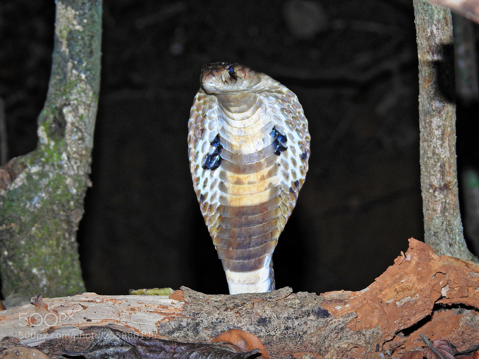 Nikon Coolpix P900 sample photo. Spectacled cobra photography