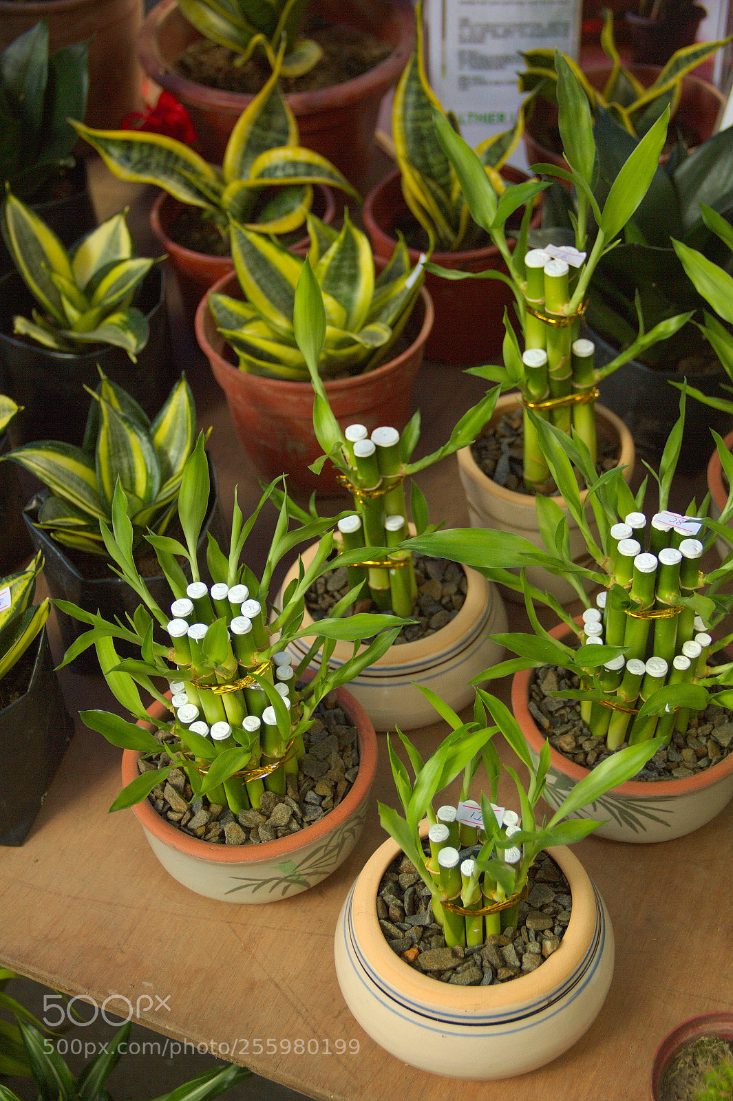 Canon EF-S 18-135mm F3.5-5.6 IS sample photo. Green plants sold in photography