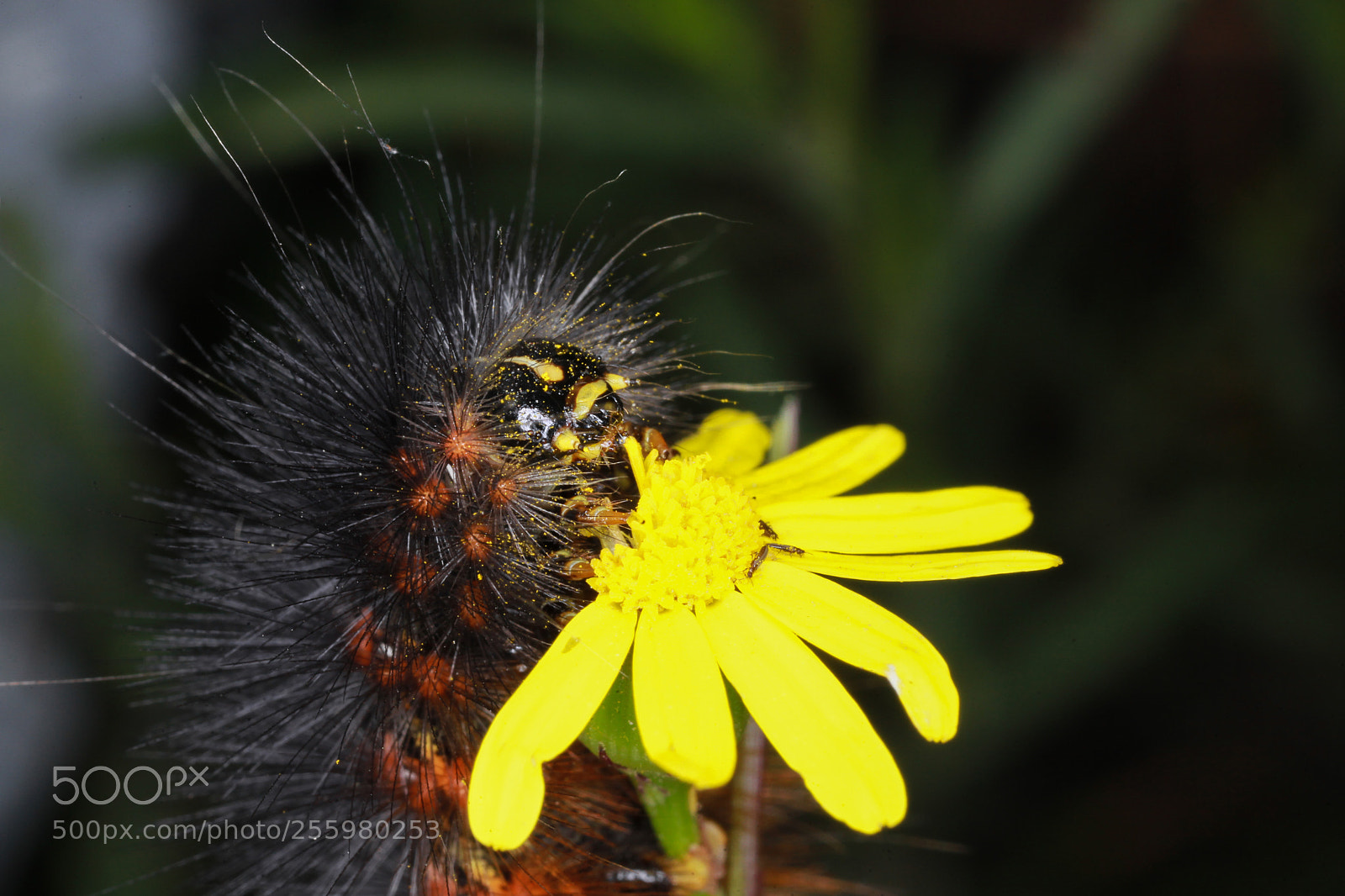 Canon EOS 5D Mark II sample photo. Una oruga se come photography