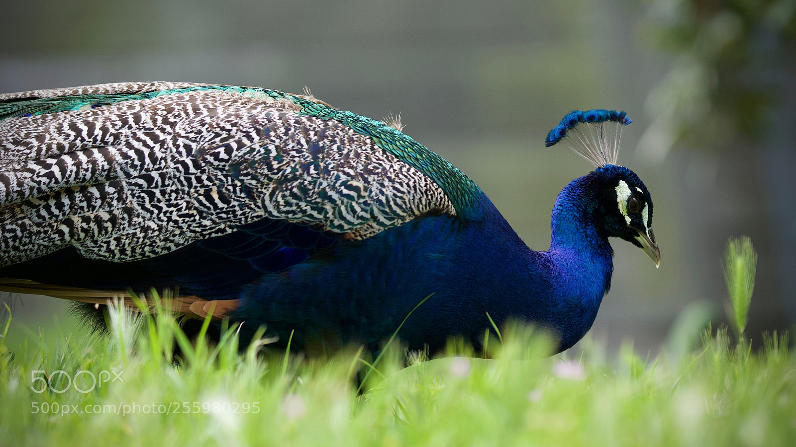 Sony a6000 sample photo. Peacock close-up photography