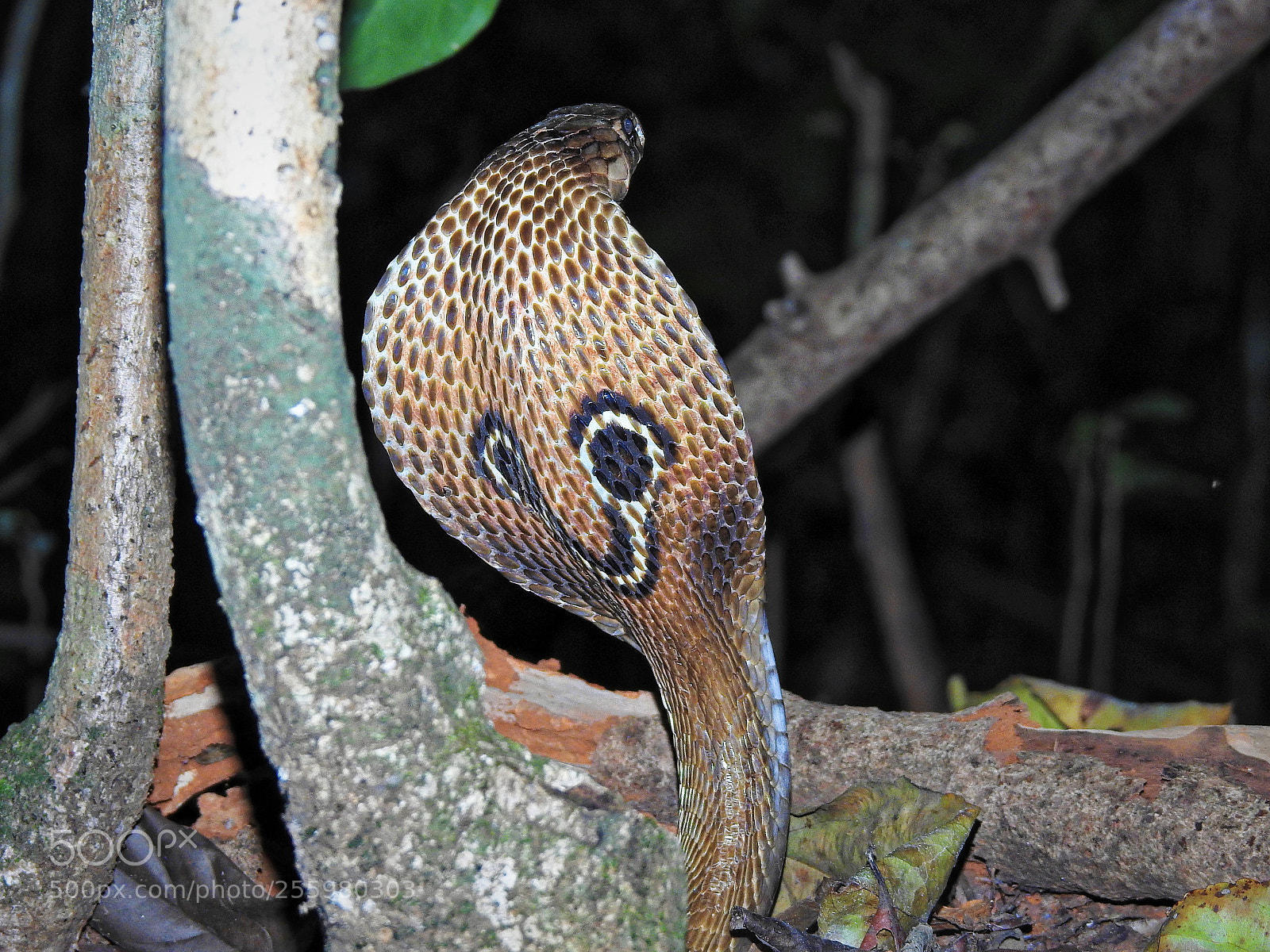 Nikon Coolpix P900 sample photo. Spectacled cobra photography