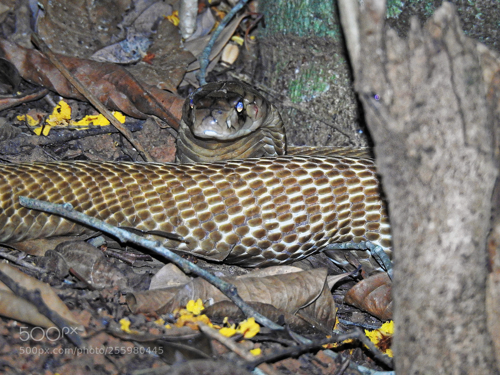Nikon Coolpix P900 sample photo. Spectacled cobra photography