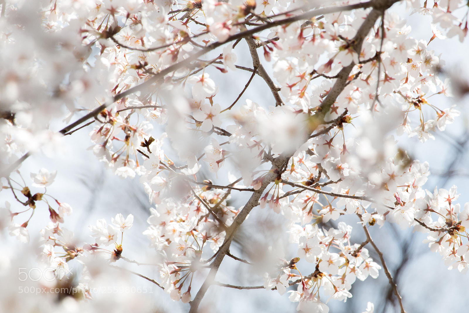 Canon EOS 70D sample photo. Cherry blossoms are blooming. photography