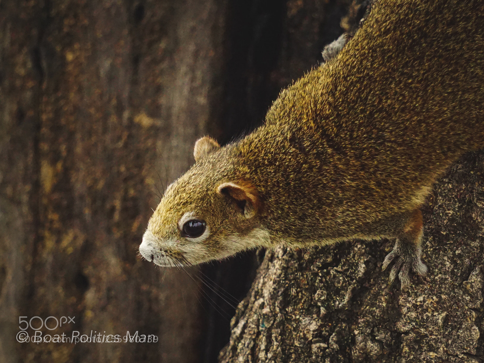 Sony a6000 sample photo. Tree shrew photography