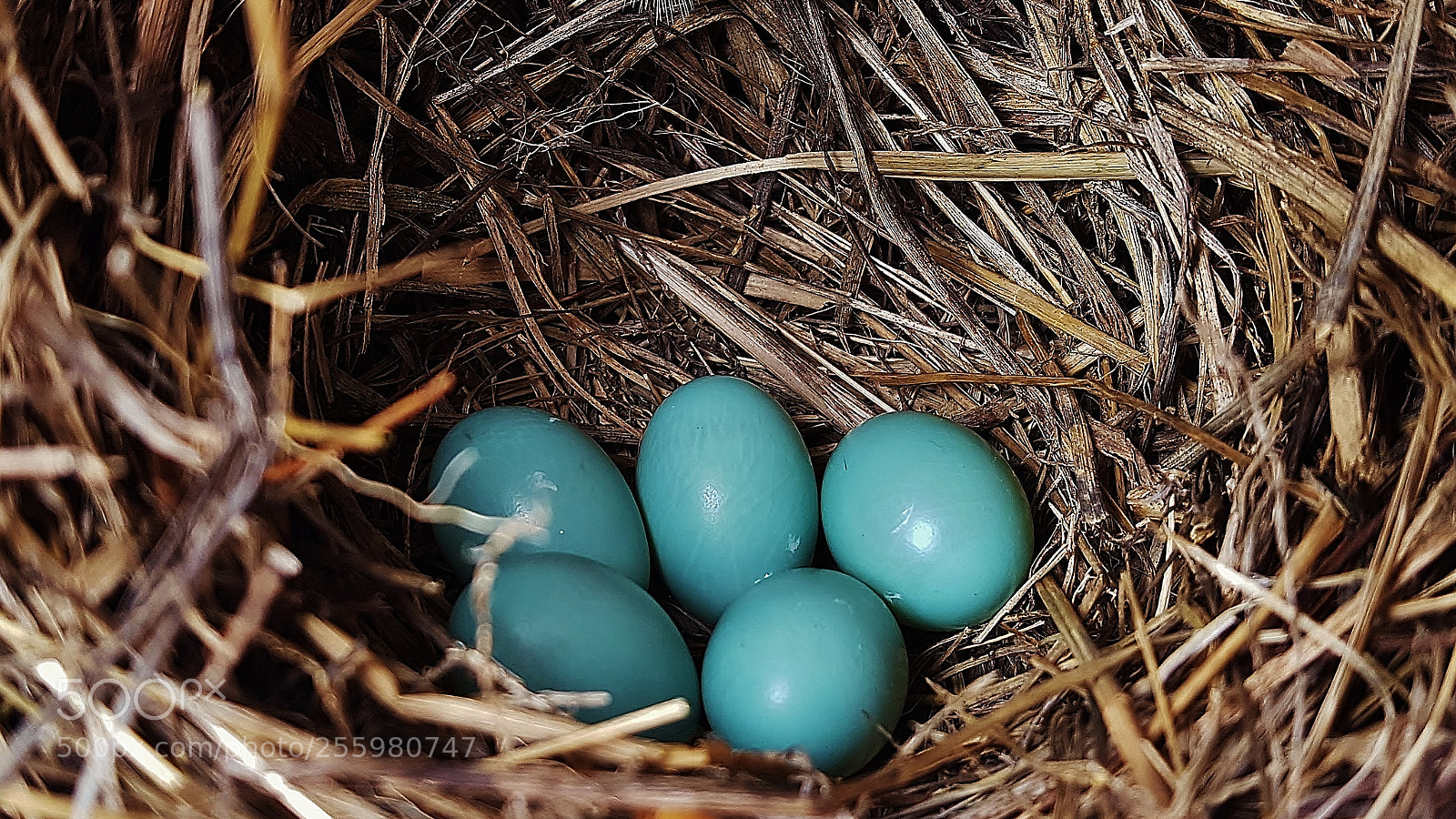 Samsung Galaxy S6 sample photo. Eastern bluebird eggs 2018 photography