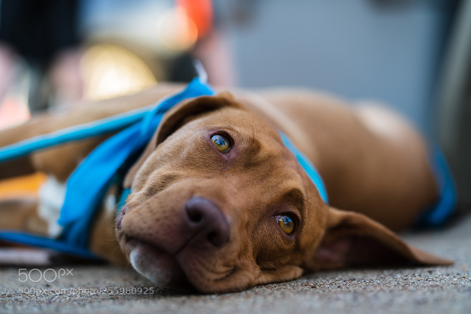 Sony a7R II sample photo. Street dog photography