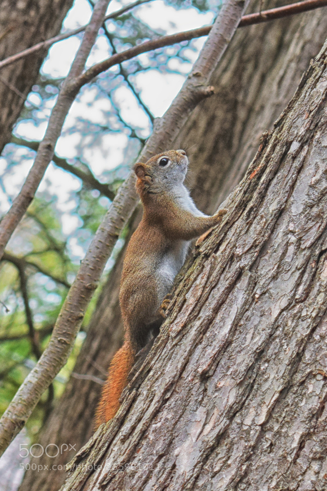 Nikon D3300 sample photo. Red squirrel photography