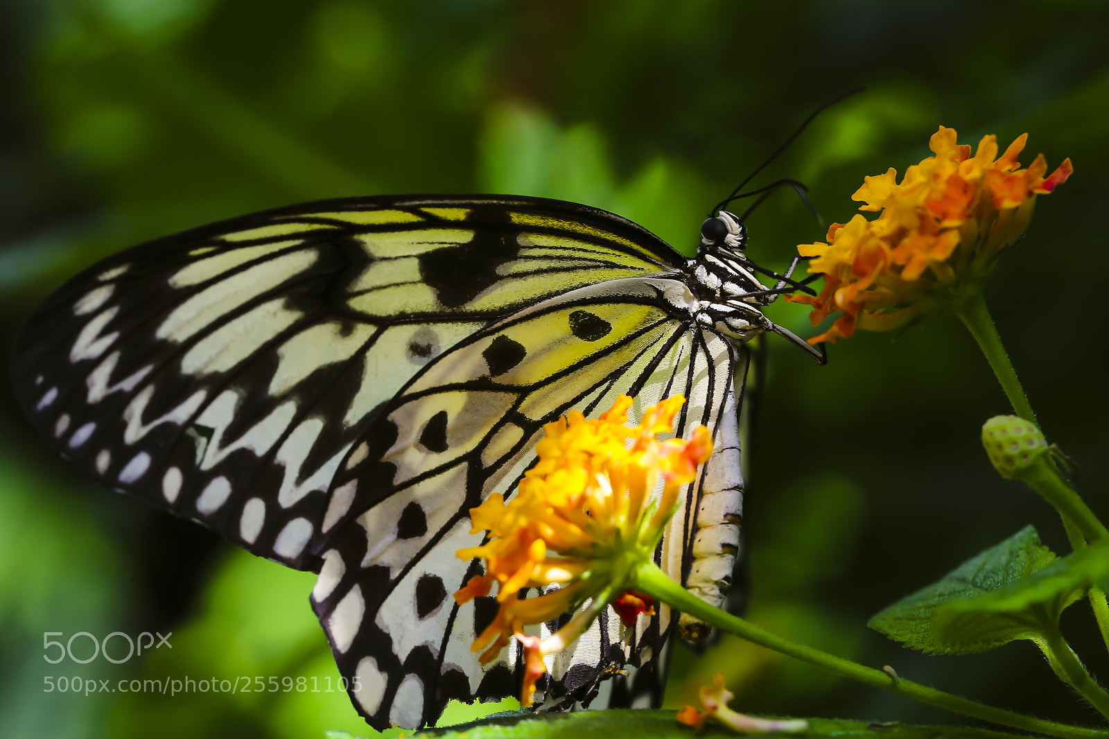 Canon EOS 6D sample photo. Giant swallowtail - hanging photography