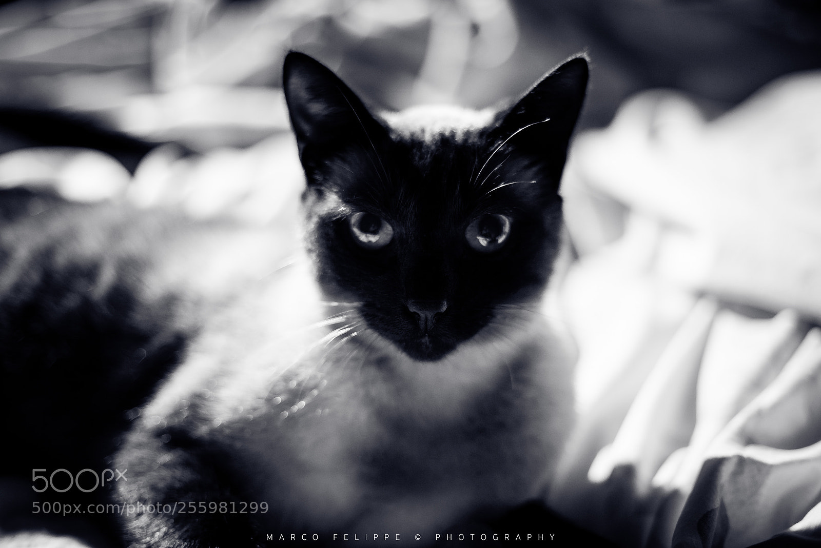 Sony a7S II sample photo. Noir #95 photography