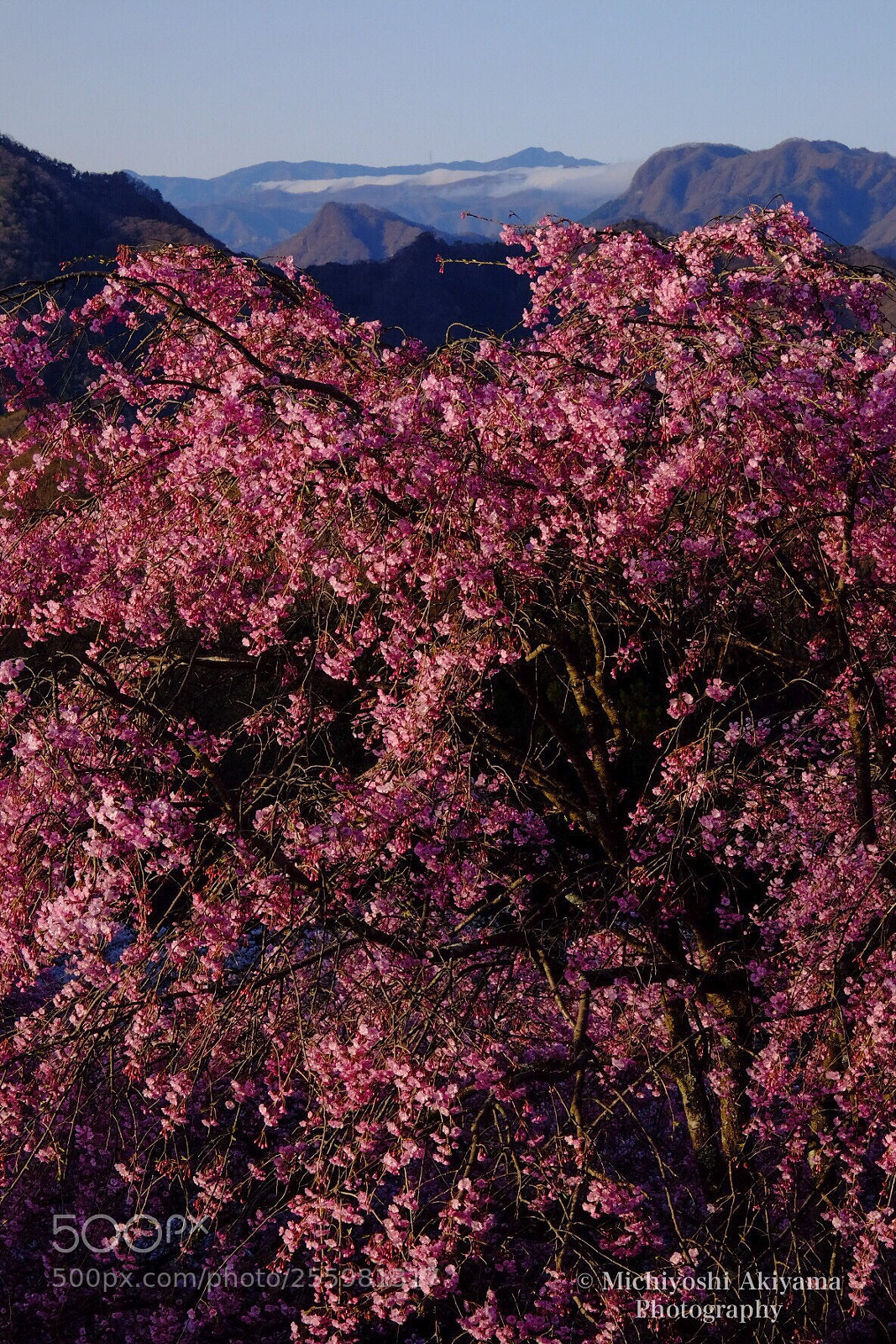 Fujifilm X-T1 sample photo. Sakura photography