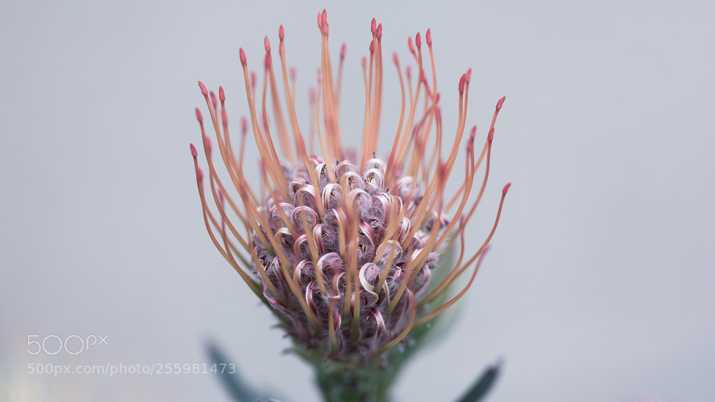 Canon EOS 5D Mark IV sample photo. Aquatic bloom photography