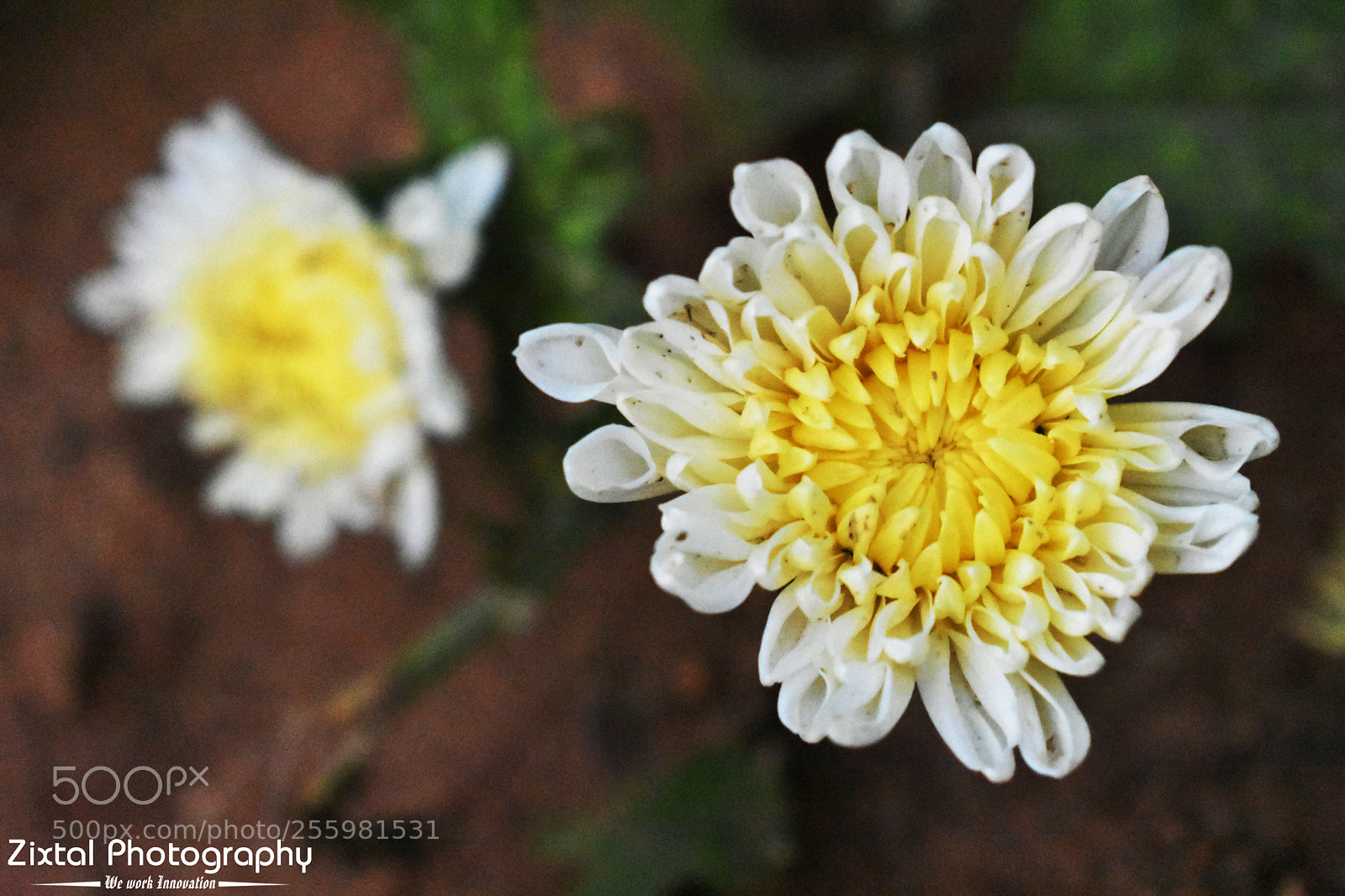 Nikon D3400 sample photo. Cool flower photography