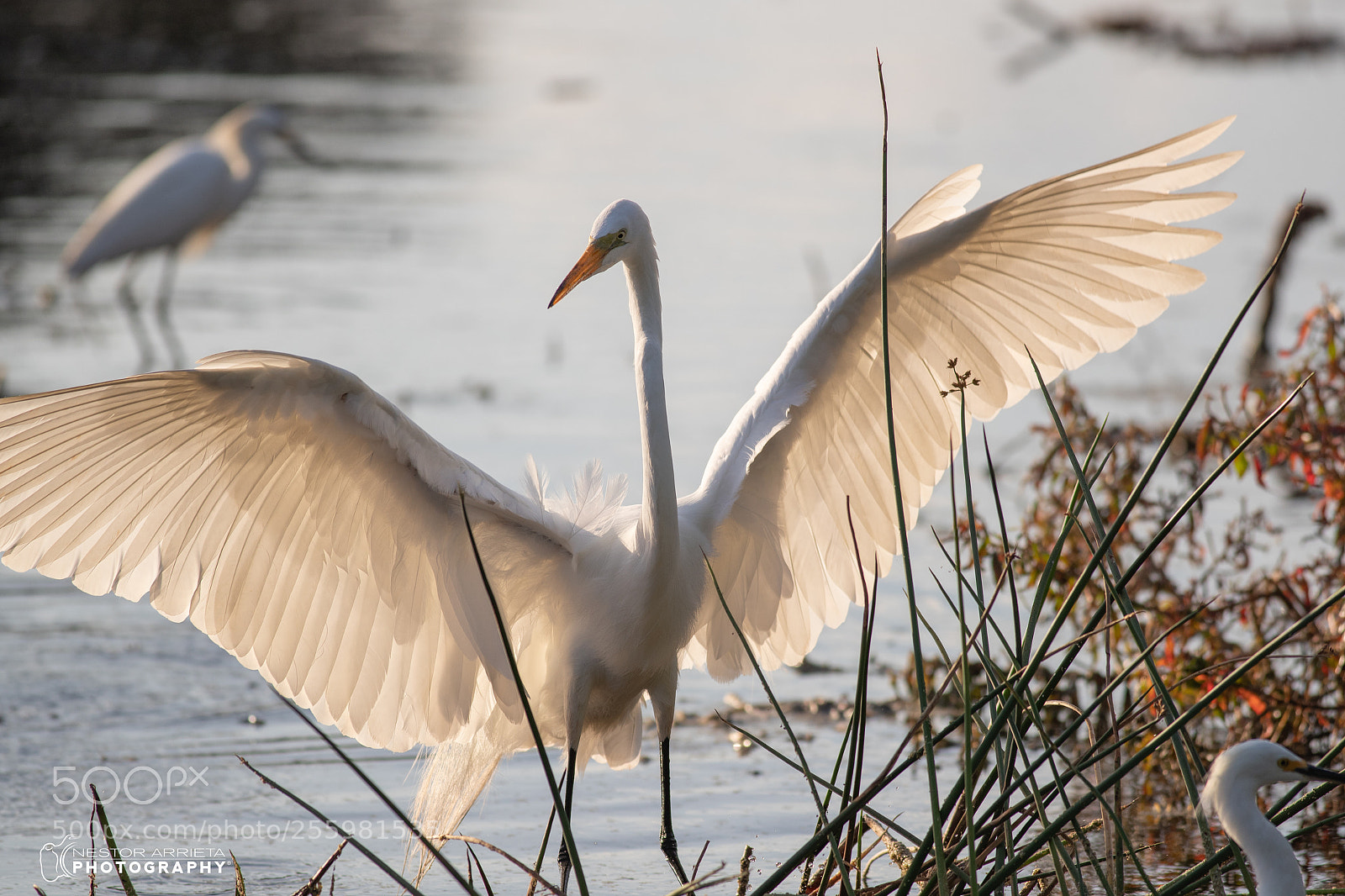 Canon EOS-1D X Mark II sample photo. Egret photography
