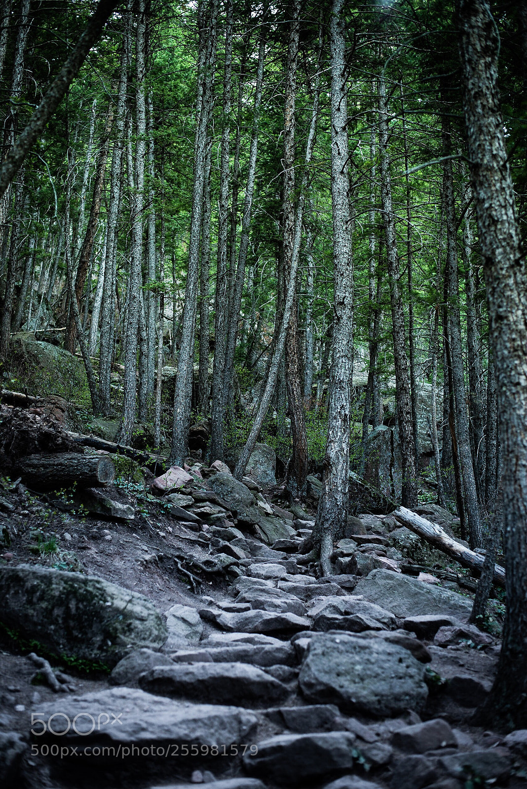 Nikon D800E sample photo. Lost woods photography