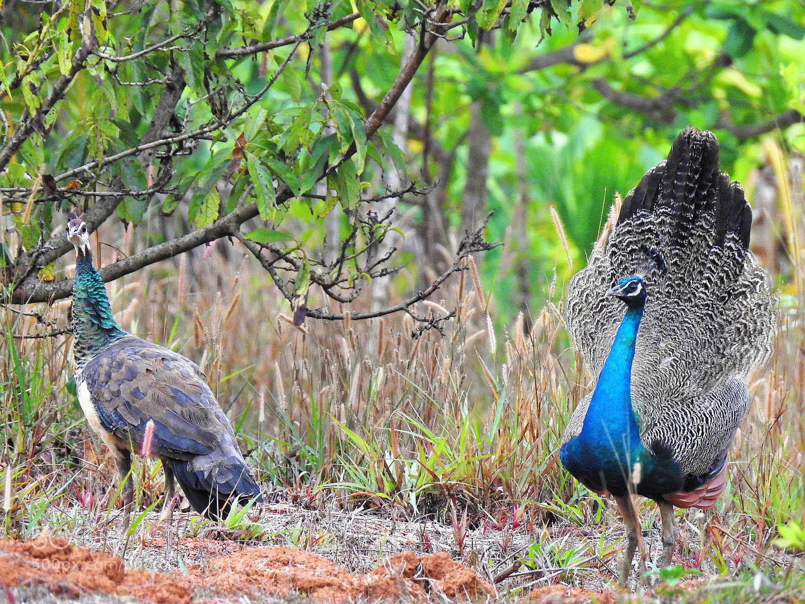Nikon Coolpix P900 sample photo. Indian peafowl photography