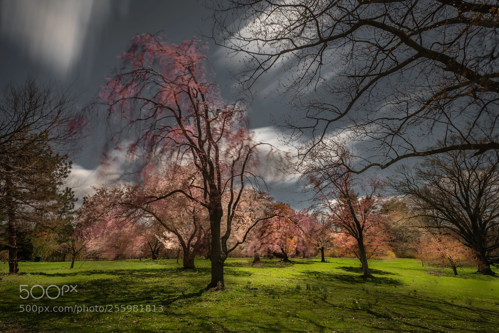 Nikon D850 sample photo. Spring song photography