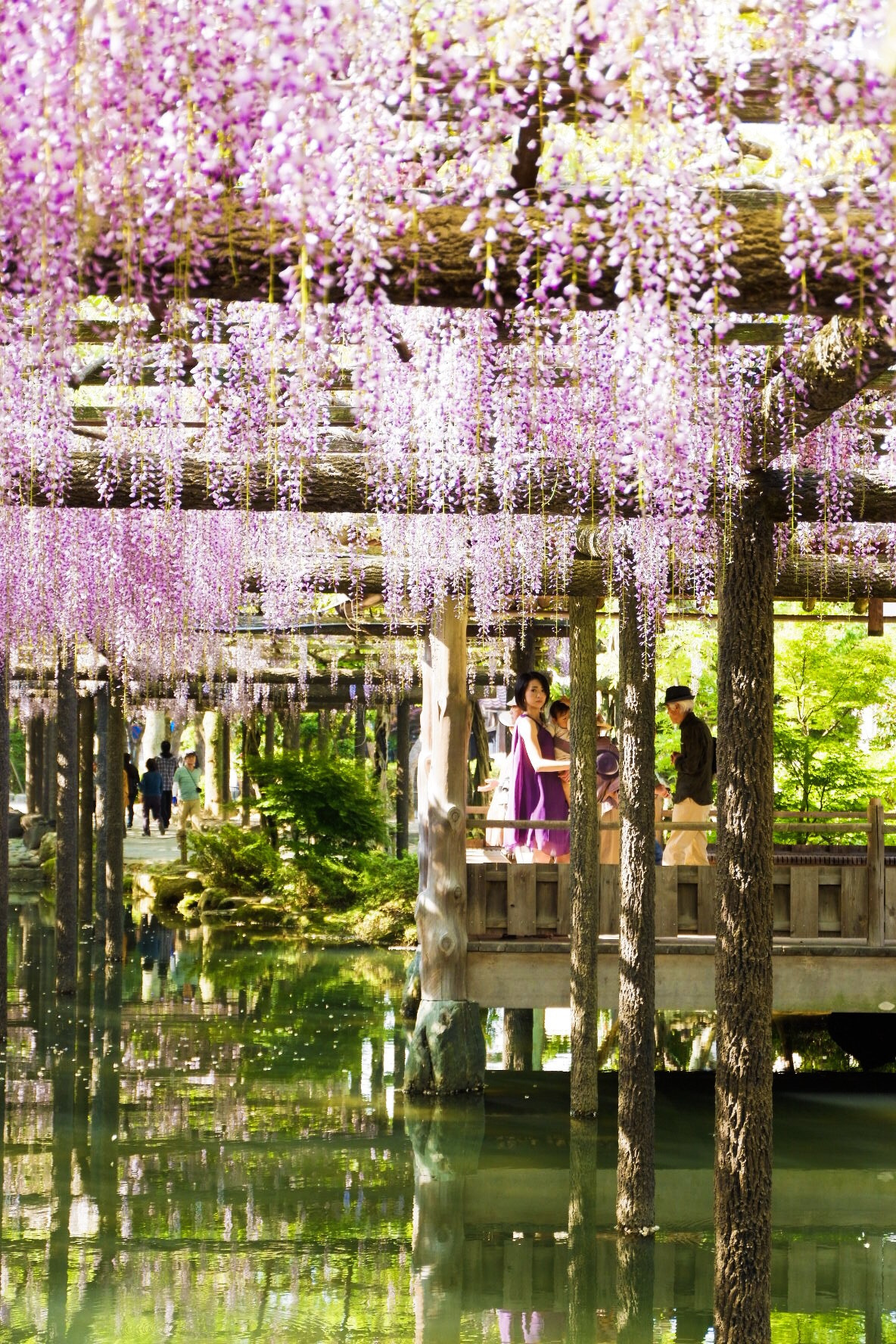 Fujifilm X-A3 sample photo. Wisteria purple photography