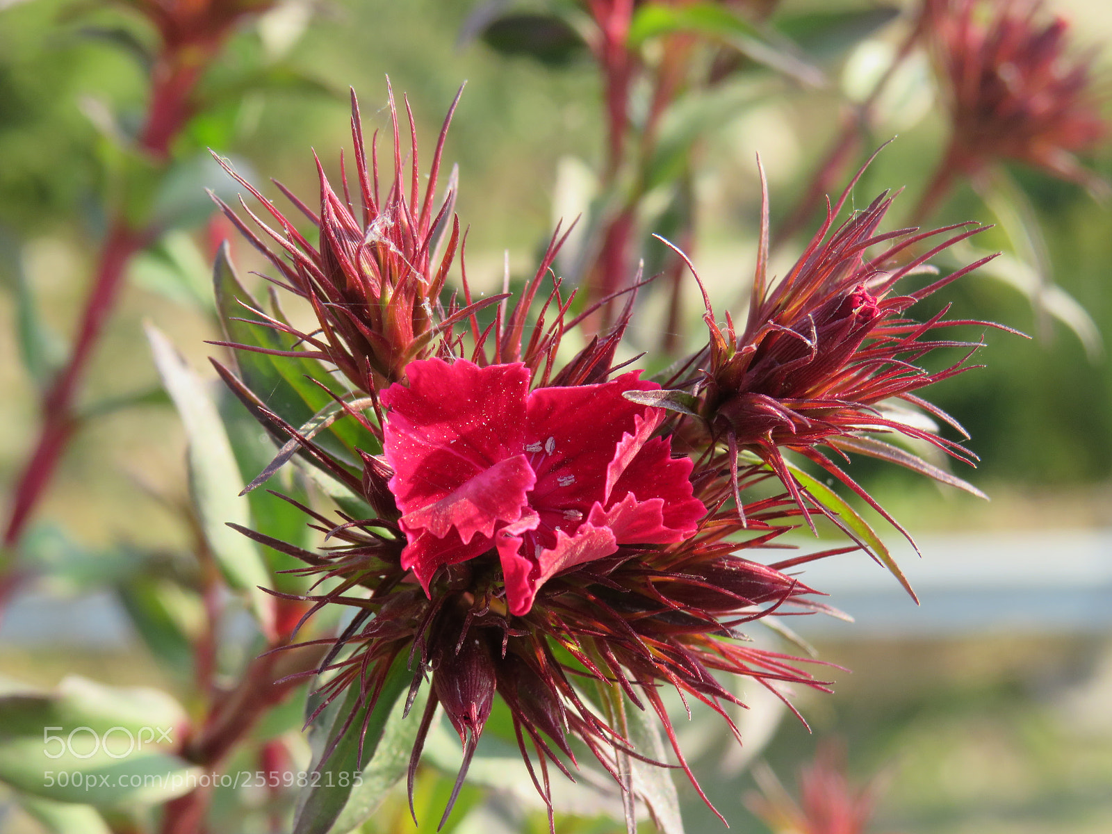 Canon PowerShot SX540 HS sample photo. Buras flower found in photography