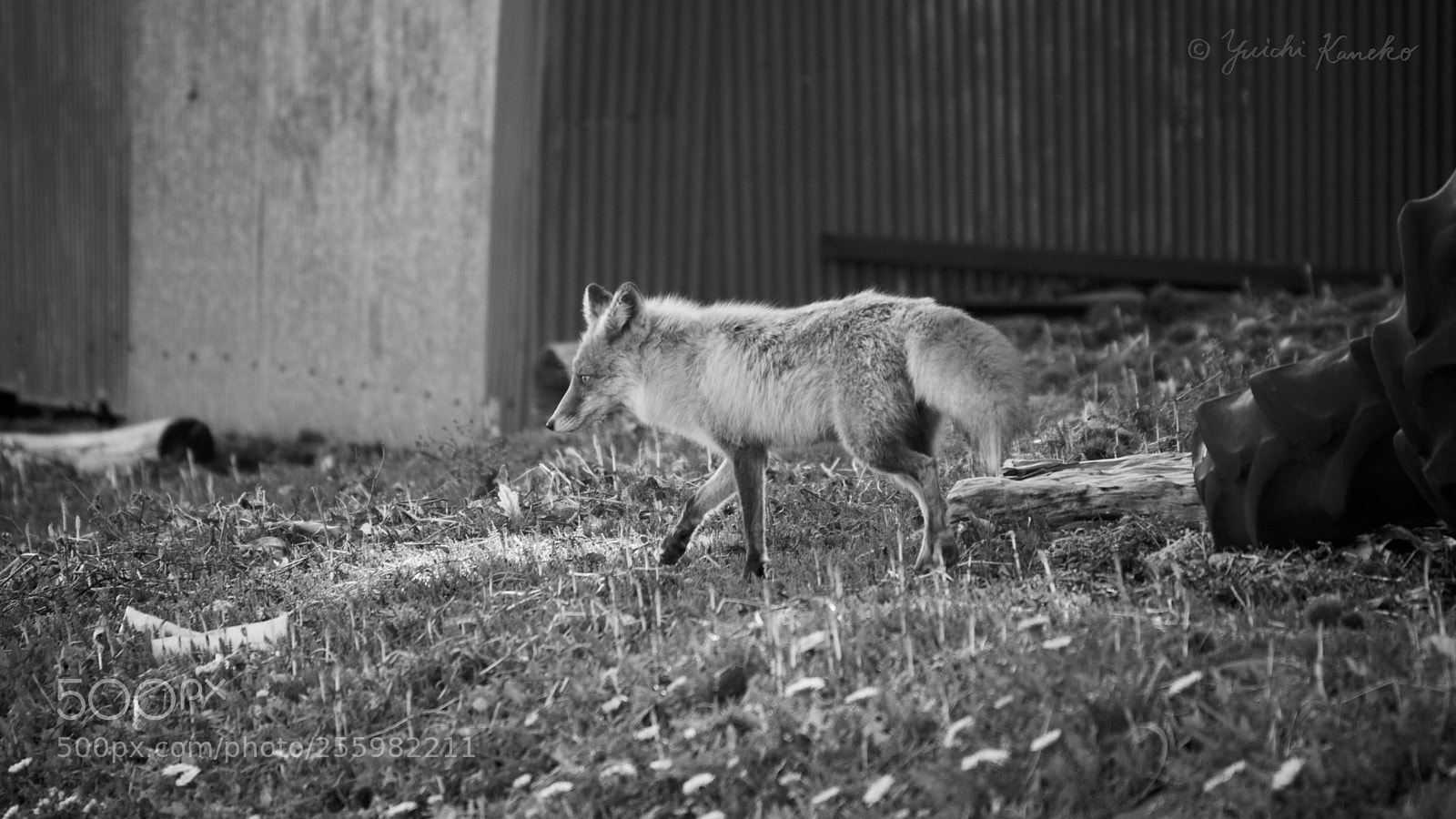 Sony a6000 sample photo. I met a wild photography