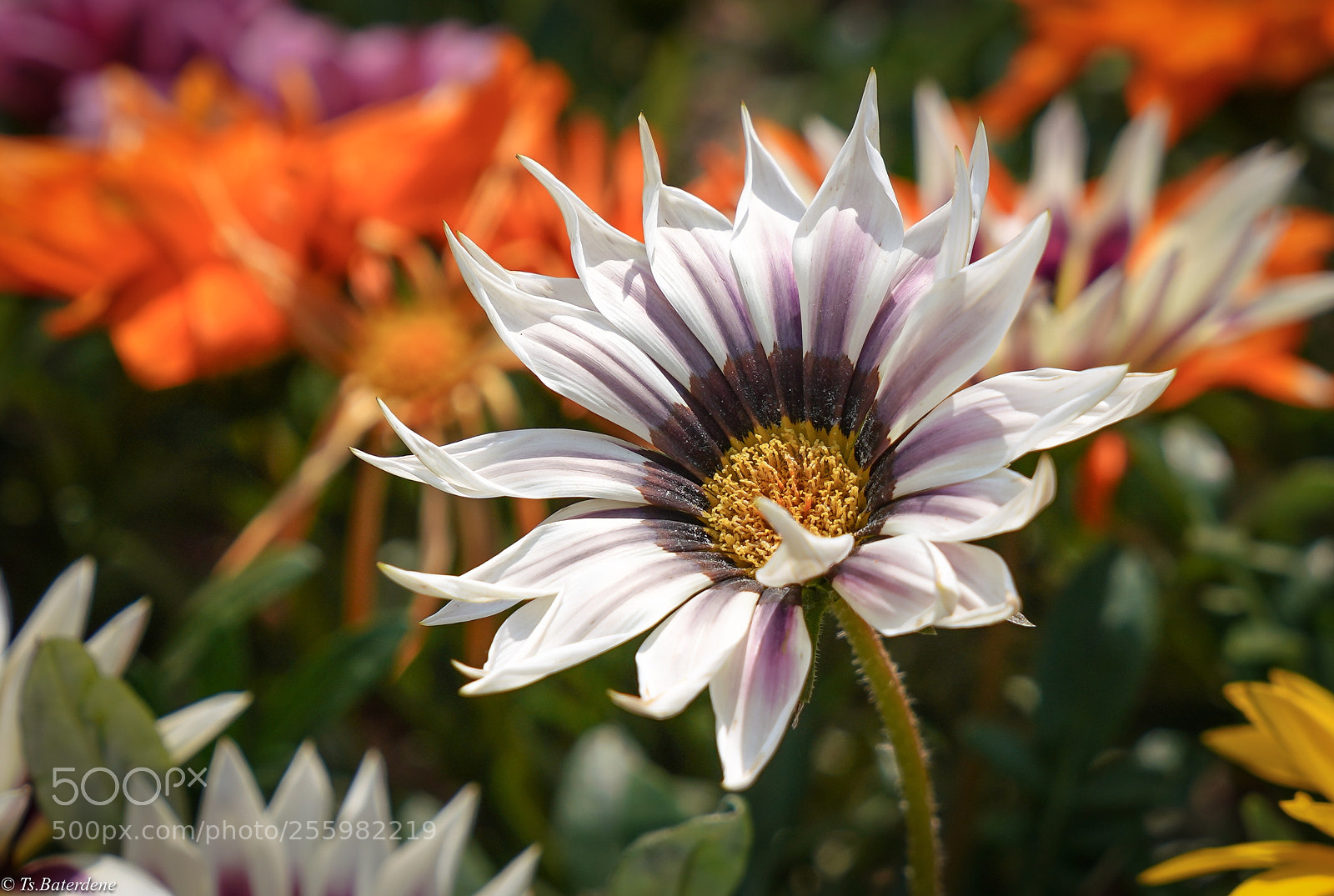 Sony a7R III sample photo. Bright calm photography