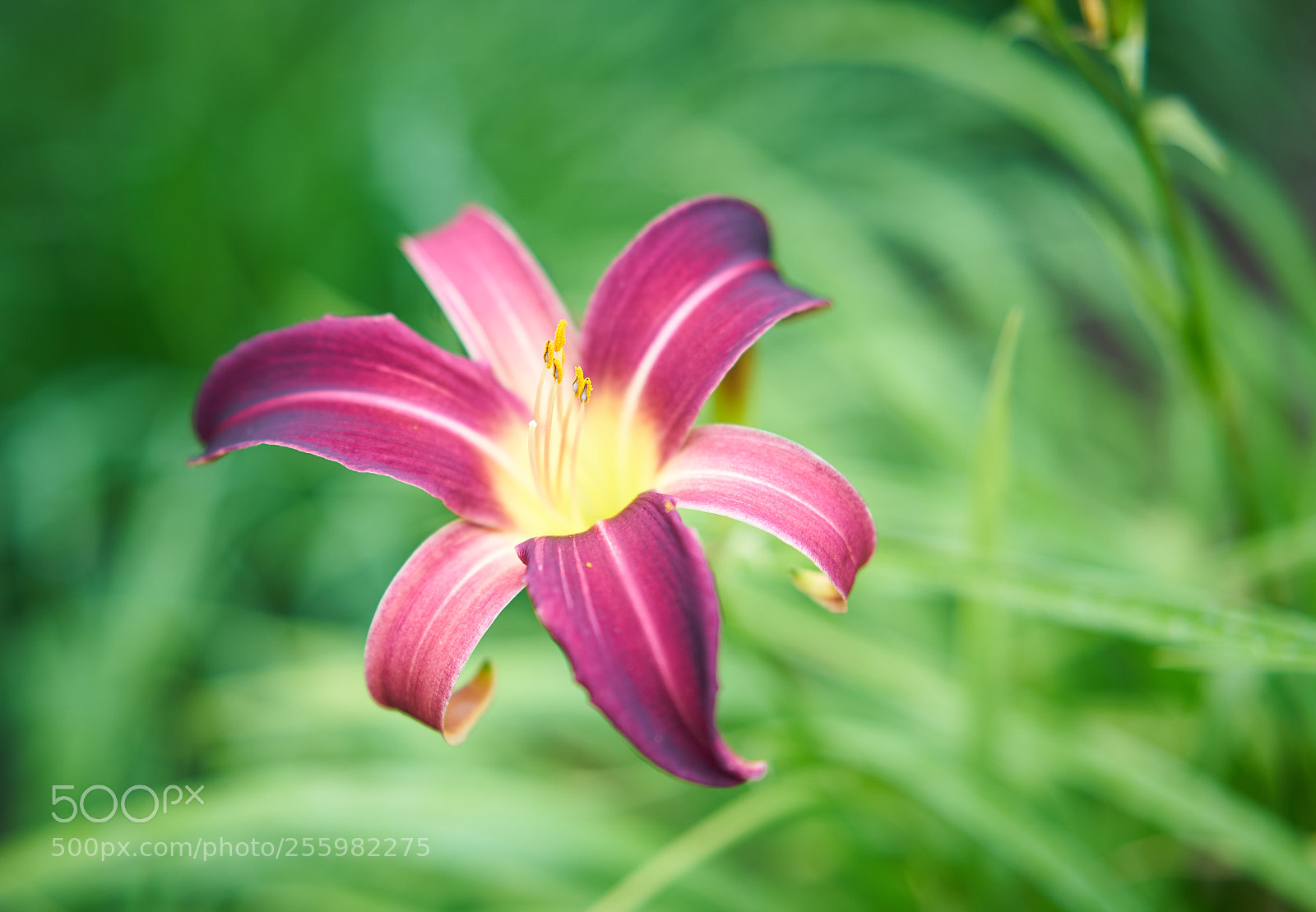 Sony a9 sample photo. Flower perfection photography