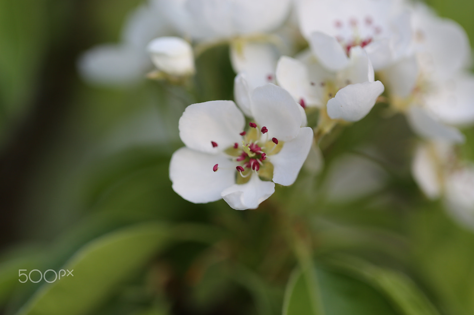 Canon EF 100mm F2.8L Macro IS USM sample photo. Blüten photography
