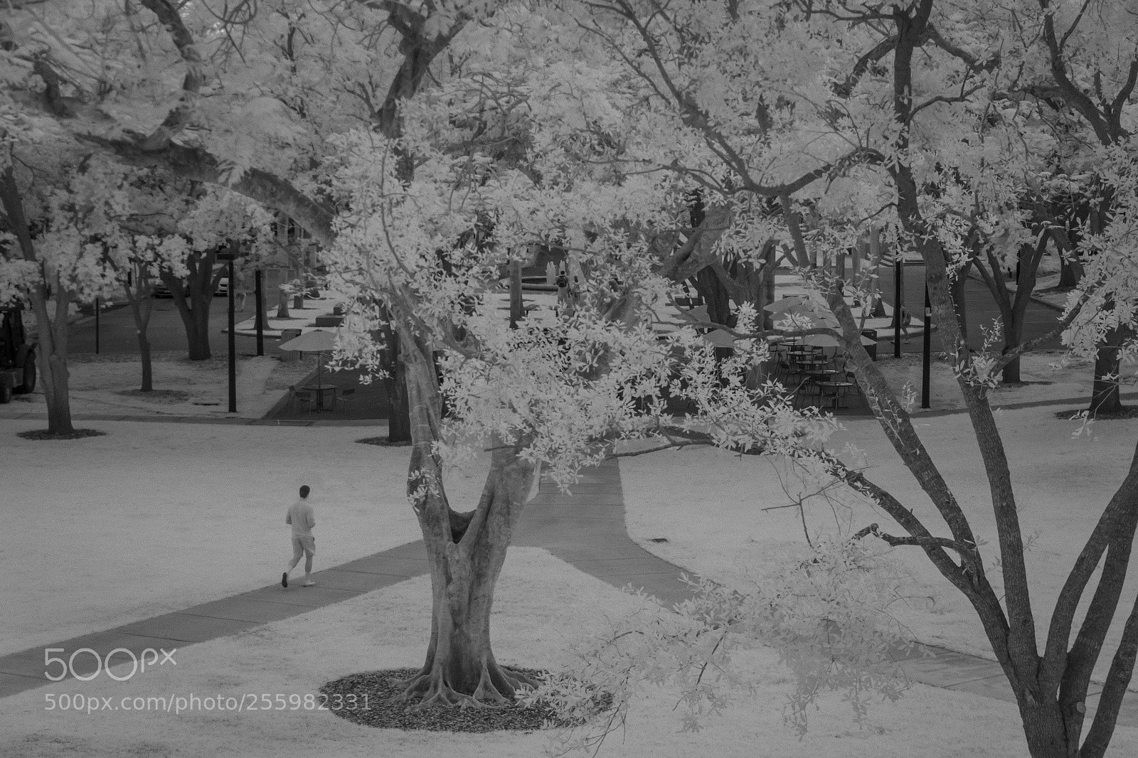 Canon EOS 550D (EOS Rebel T2i / EOS Kiss X4) sample photo. Walking under the snowy photography