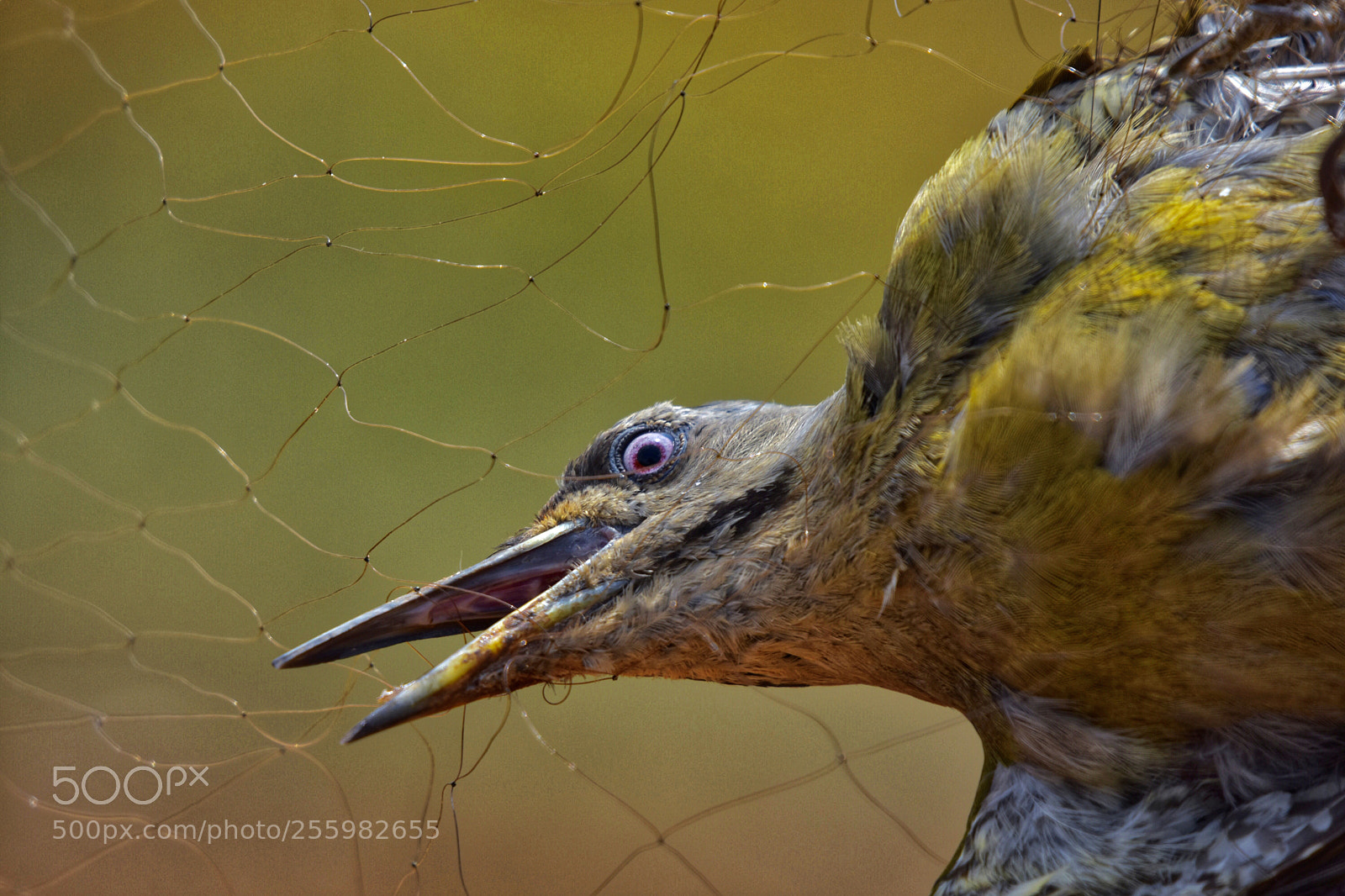 Nikon D7200 sample photo. Trapped bird photography