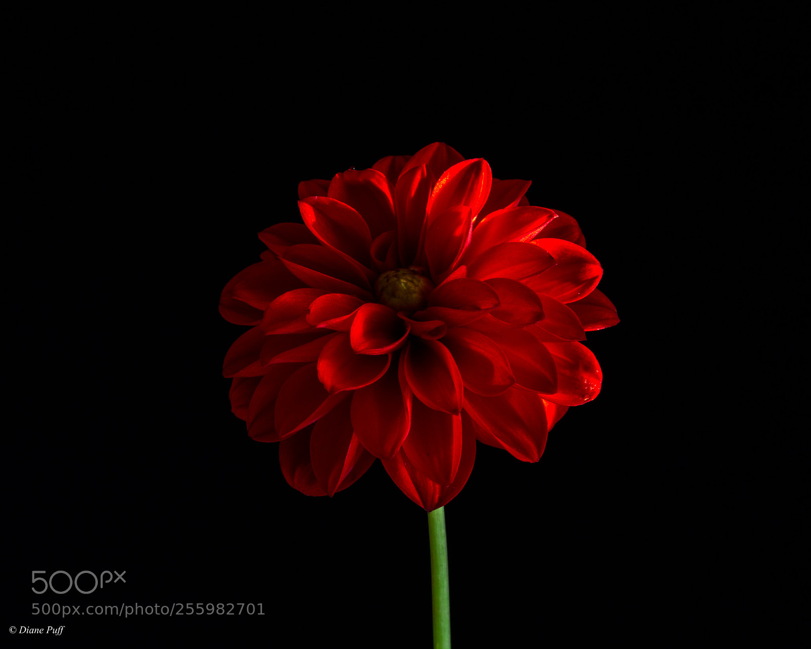 Canon EOS 6D sample photo. Glowing dahlia photography