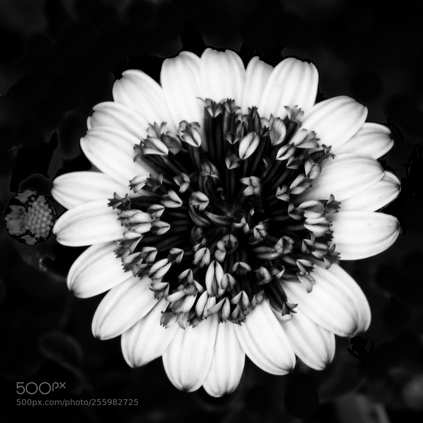 Canon EOS 77D (EOS 9000D / EOS 770D) sample photo. African daisy black and photography