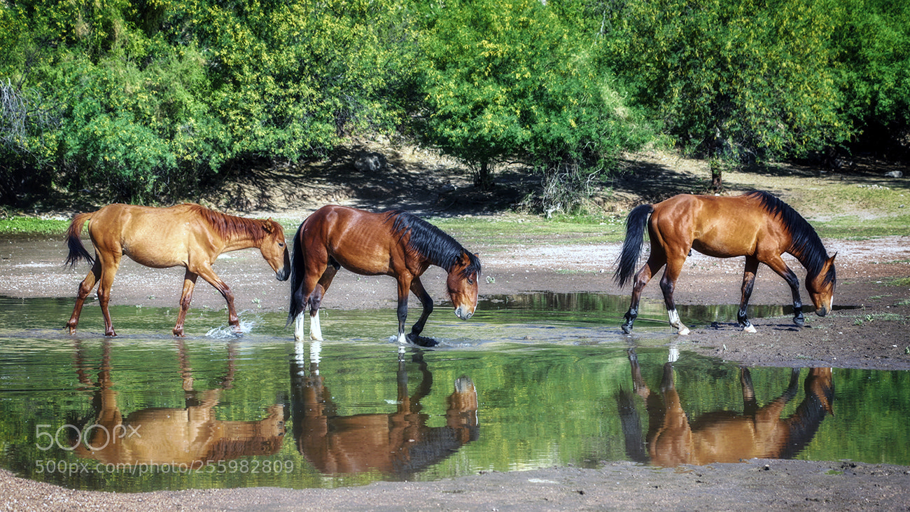 Canon EOS 6D sample photo. Wild horses photography