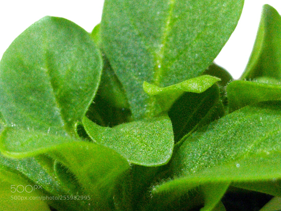 Samsung Galaxy S8+ sample photo. Petunia_leaves photography