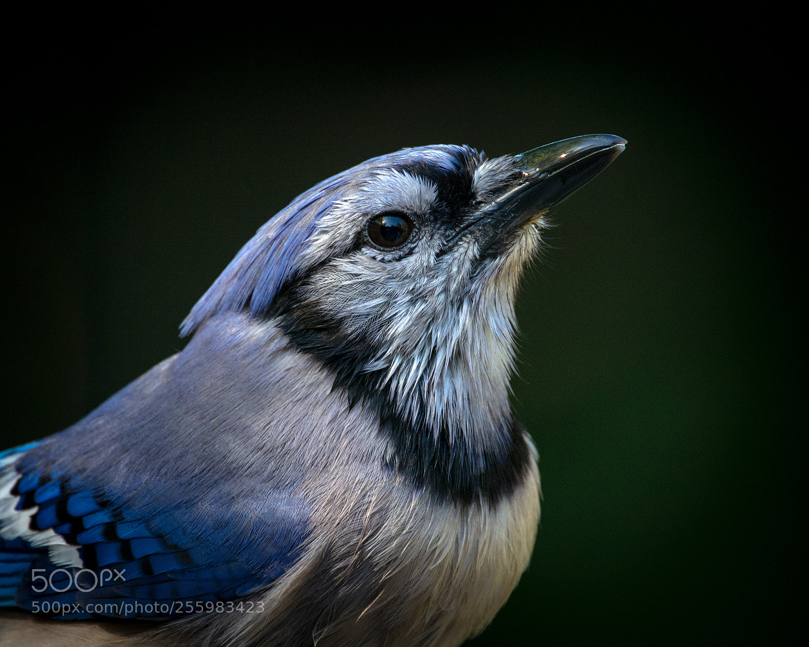 Nikon D7100 sample photo. Blue jay photography