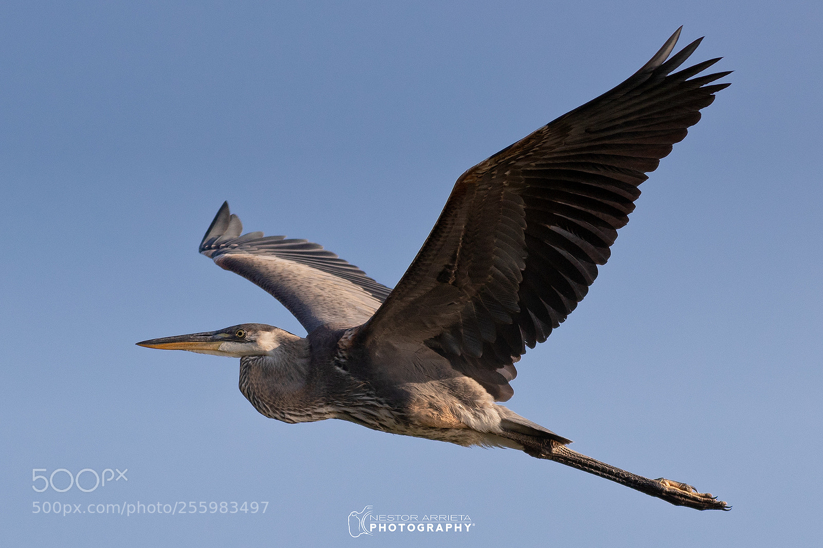 Canon EOS-1D X Mark II sample photo. Big blue heron photography